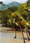 strumgepeitsche Palmen am Strand vom Sierra Mar